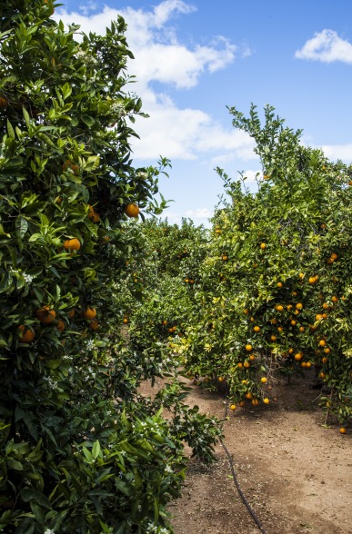¿Cómo plantar un naranjo? 