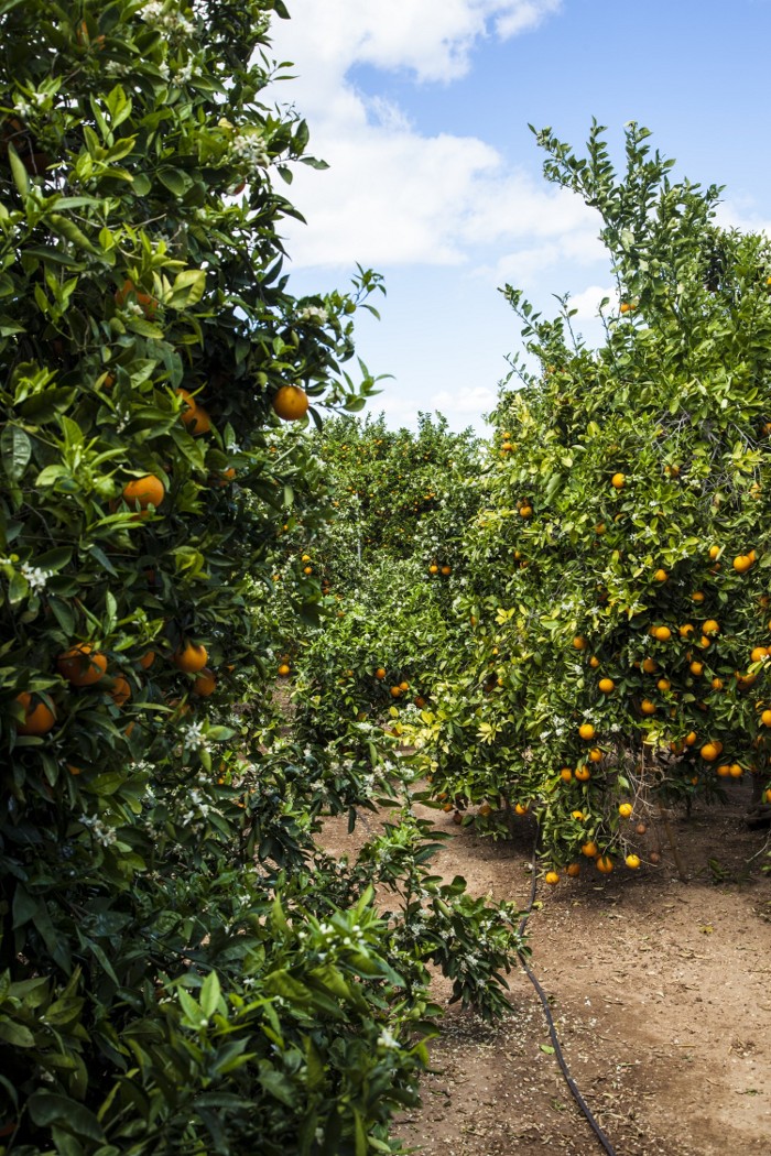 Proceso de maduración de las naranjas de LaMejorNaranja