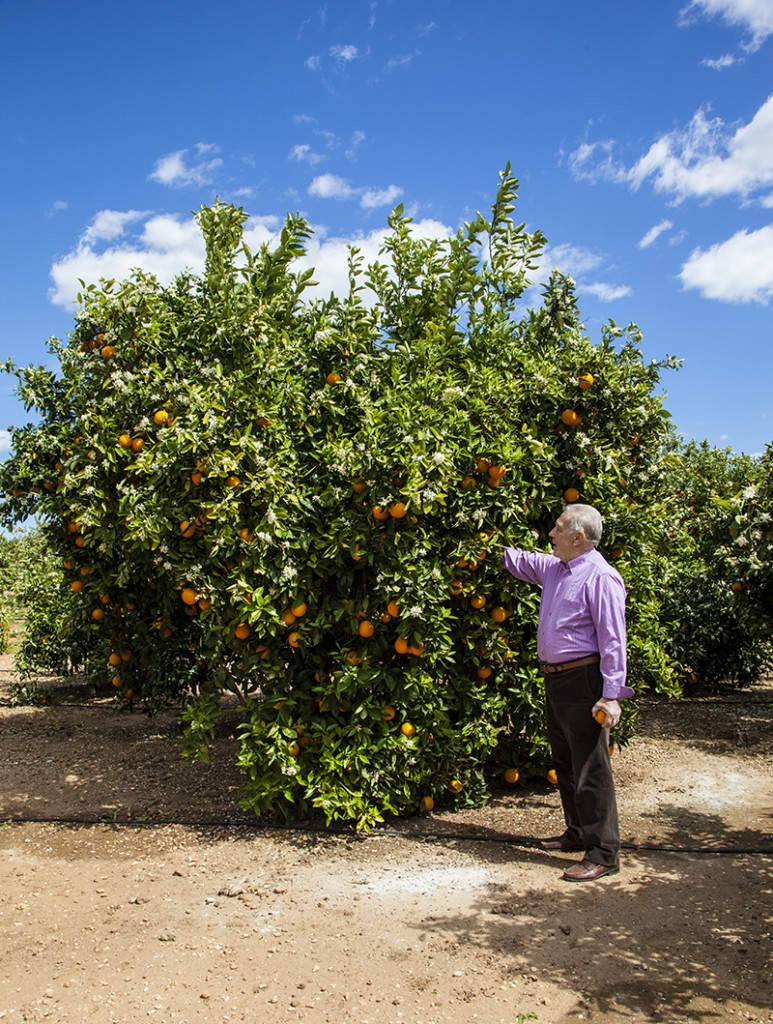 lamejornaranja campo de naranjos naranjas de valencia