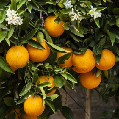 naranjas-sin-seleccionar-naranjas-online-baratas-al-mejor-precio