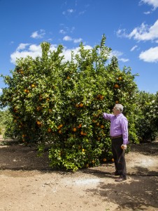 Luis Serra revisando la floración de los naranjos en primavera.