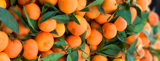 Mandarinas recién recolectadas