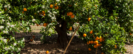 Cómo plantar un naranjo