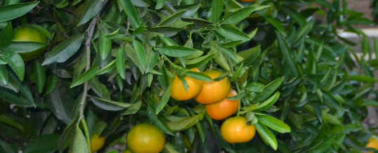 Beneficios de las mandarinas para tu piel.