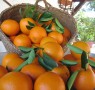 10 Razones para comprar naranjas online por LaMejorNaranja