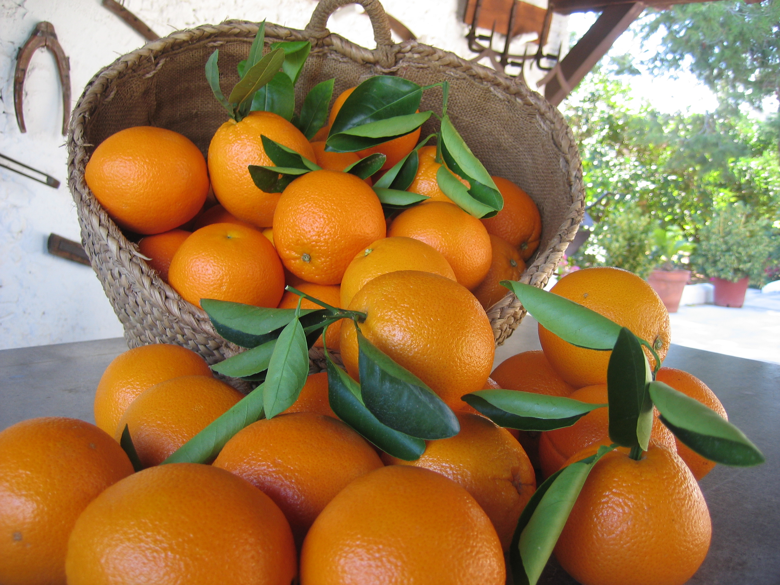 10 Razones para comprar naranjas online por LaMejorNaranja