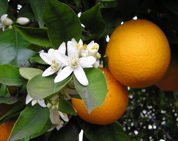 Origen de la naranja