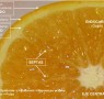 Partes de la naranja