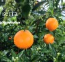 la-lluvia-beneficia-o-perjudica-a-las-naranjas